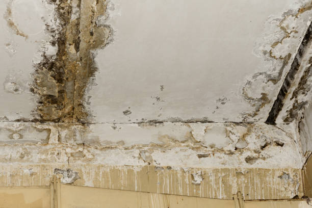 Best Water Damage & Mold Remediation  in Hines, OR